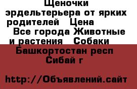 Щеночки эрдельтерьера от ярких родителей › Цена ­ 25 000 - Все города Животные и растения » Собаки   . Башкортостан респ.,Сибай г.